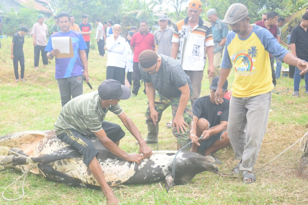 Kegiatan Qurban Hari Raya Idul Adha Gampong Berabung Tahun 2025